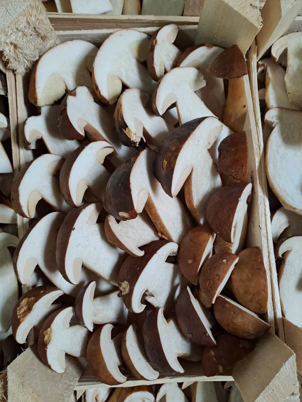 Boletus cortados en cajas de madera