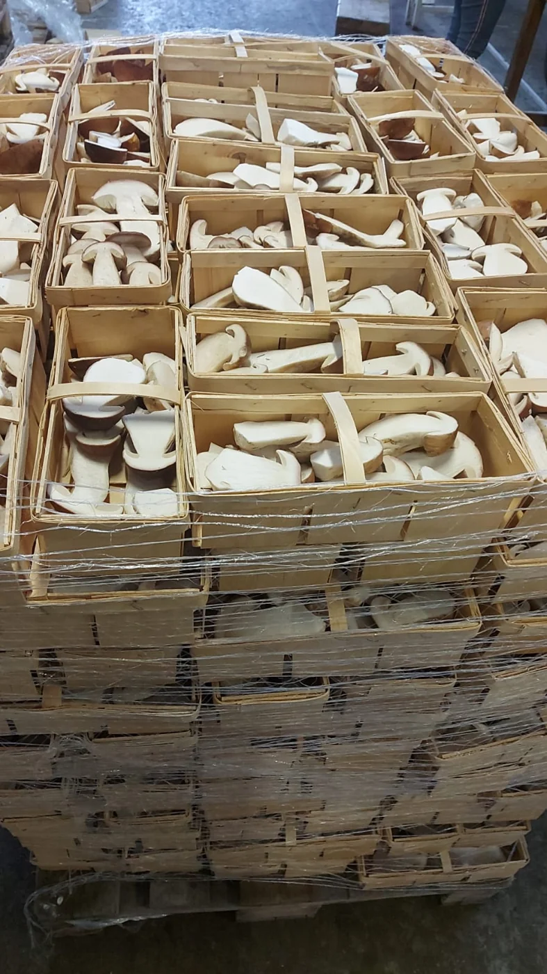 Cajas de boletus preparados para la venta al por mayor